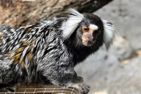 Planet Exotica Zoo: tickets, rates & reviews .